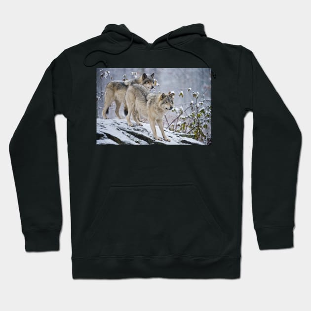 Two Gray Wolves Hoodie by jaydee1400